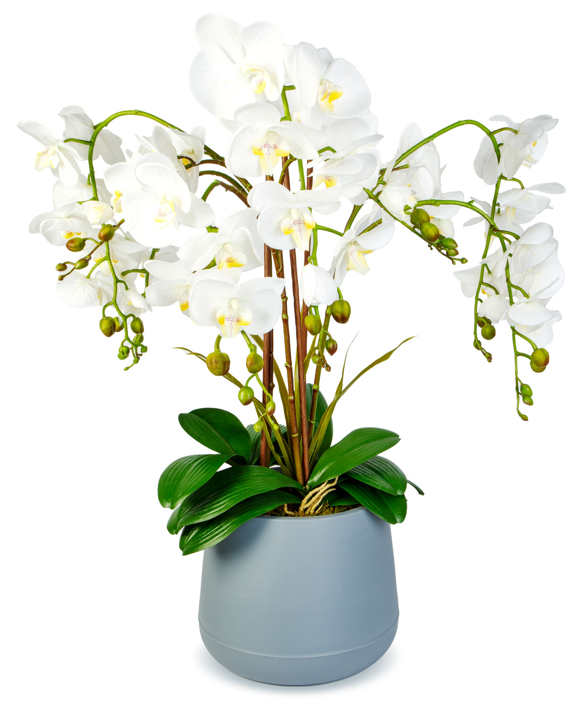 Fehér orchidea szürke cserépben. A háttér elmosódott.