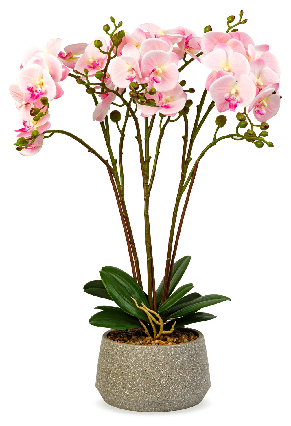 Egy rózsaszín orchidea növény egy szürke cserépben. A háttér fekete.