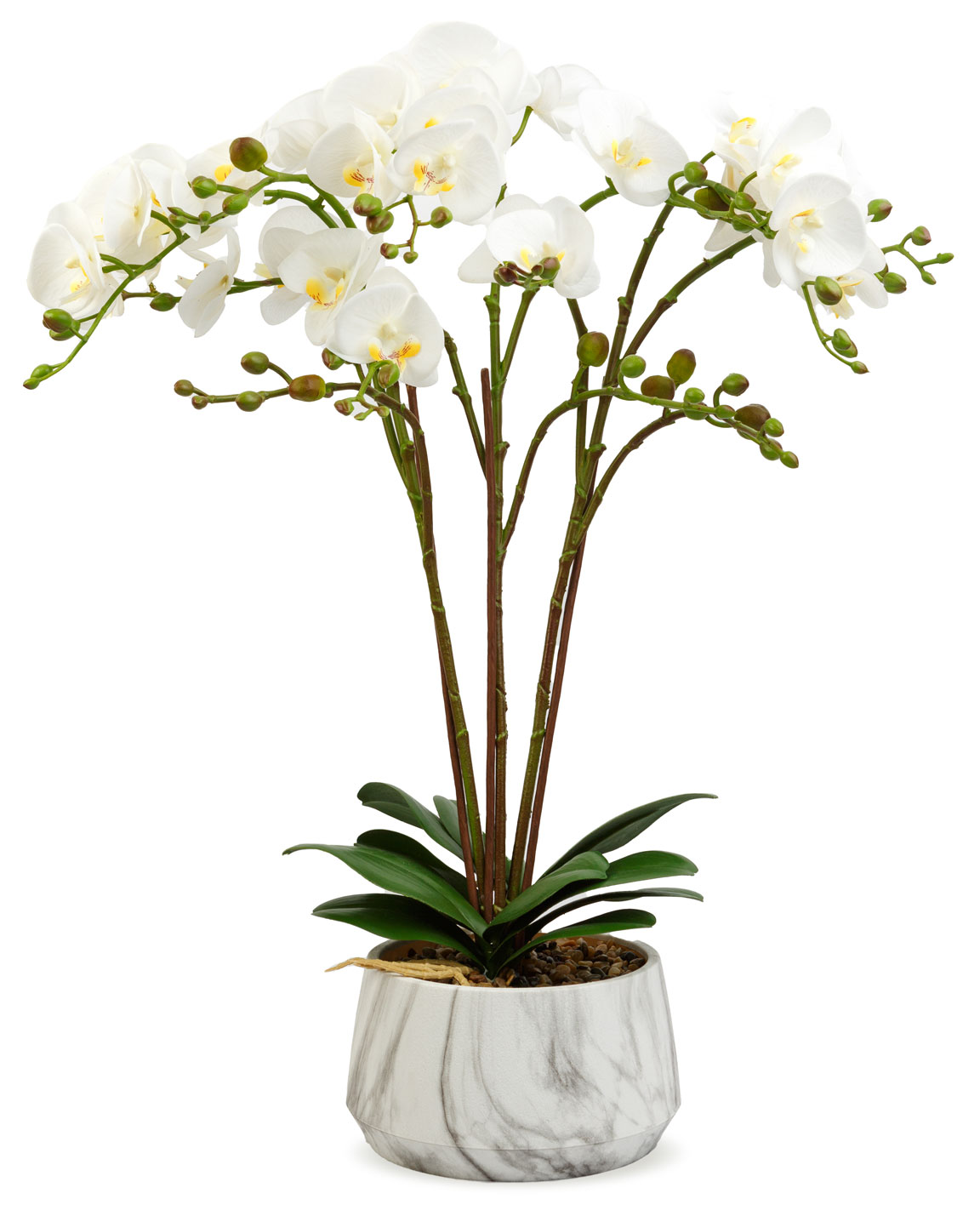 Egy fehér orchidea növény márvány cserépben. A háttér fekete.