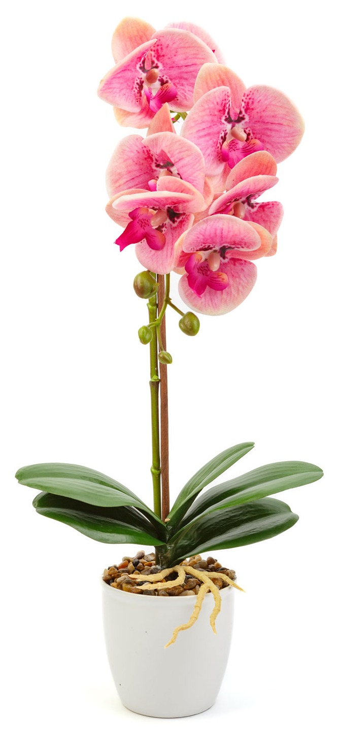 Egy rózsaszín orchidea növény egy fehér cserépben. A háttér fehér.