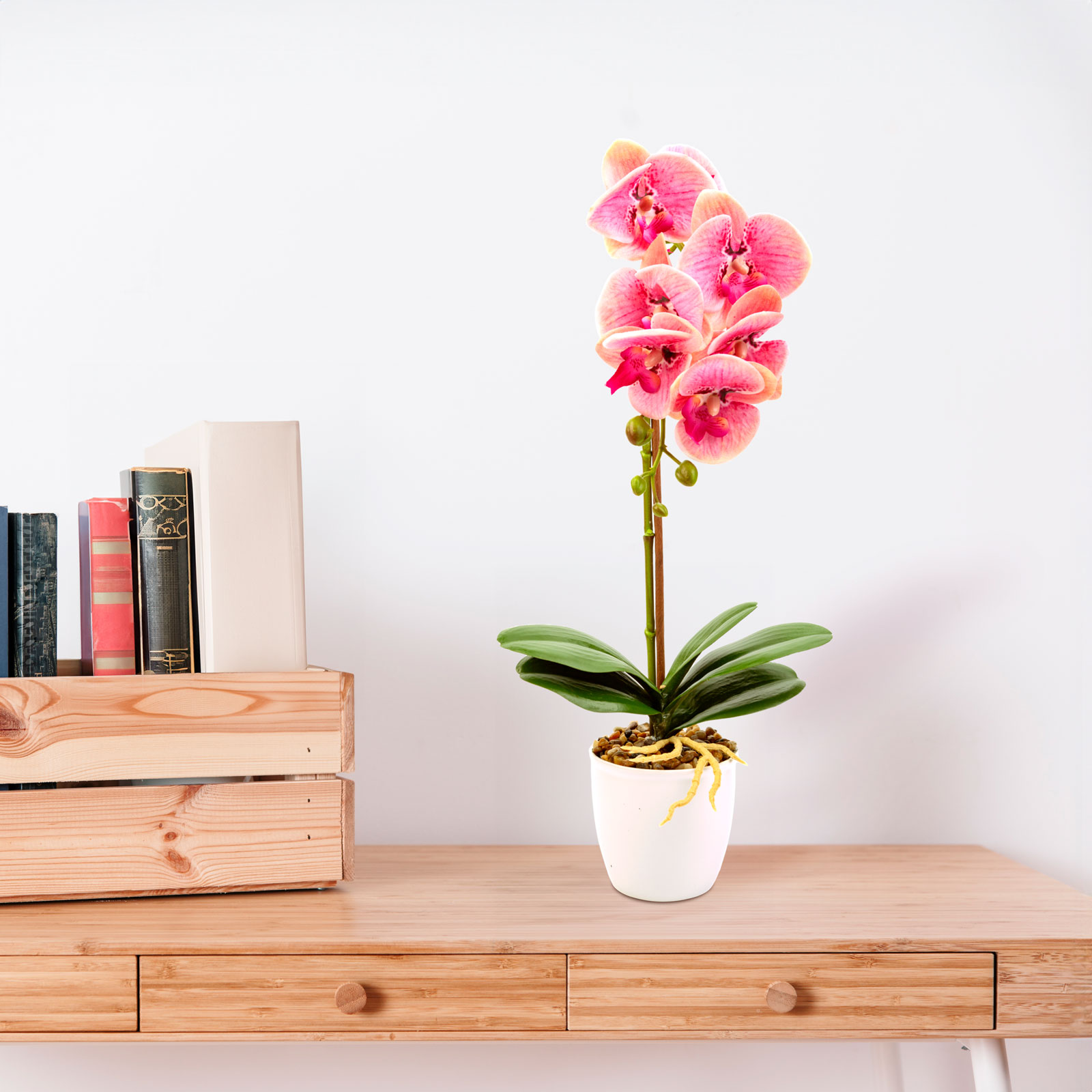 Egy rózsaszín orchidea növény egy fehér cserépben egy fa asztalon. A háttér fehér fal.
