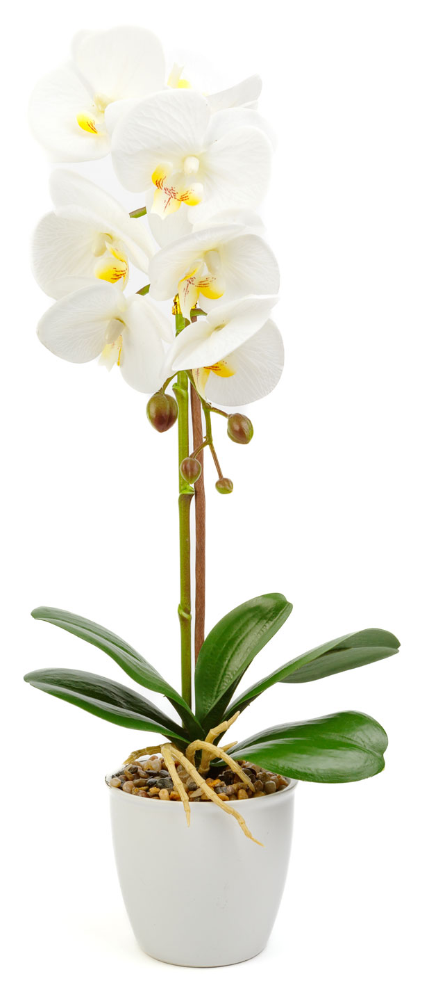 Egy fehér orchidea növény egy fehér cserépben. A háttér fehér.