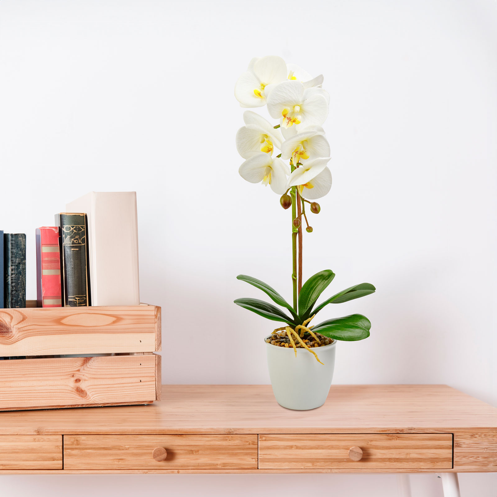 Egy fehér orchidea növény egy fehér cserépben egy fa asztalon. A háttér fehér fal.