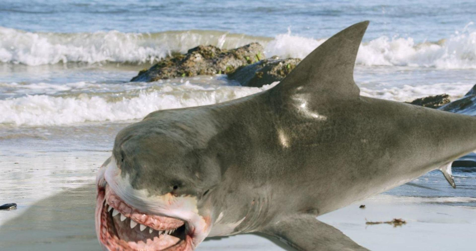 Ein Hai am Strand mit einem sehr großen Maul voller Zähne. Im Hintergrund der Ozean.