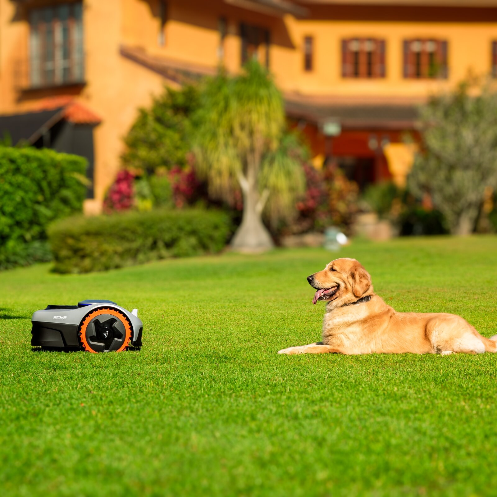 Golden retriever leży na trawie obok robota koszącego. W tle dom.