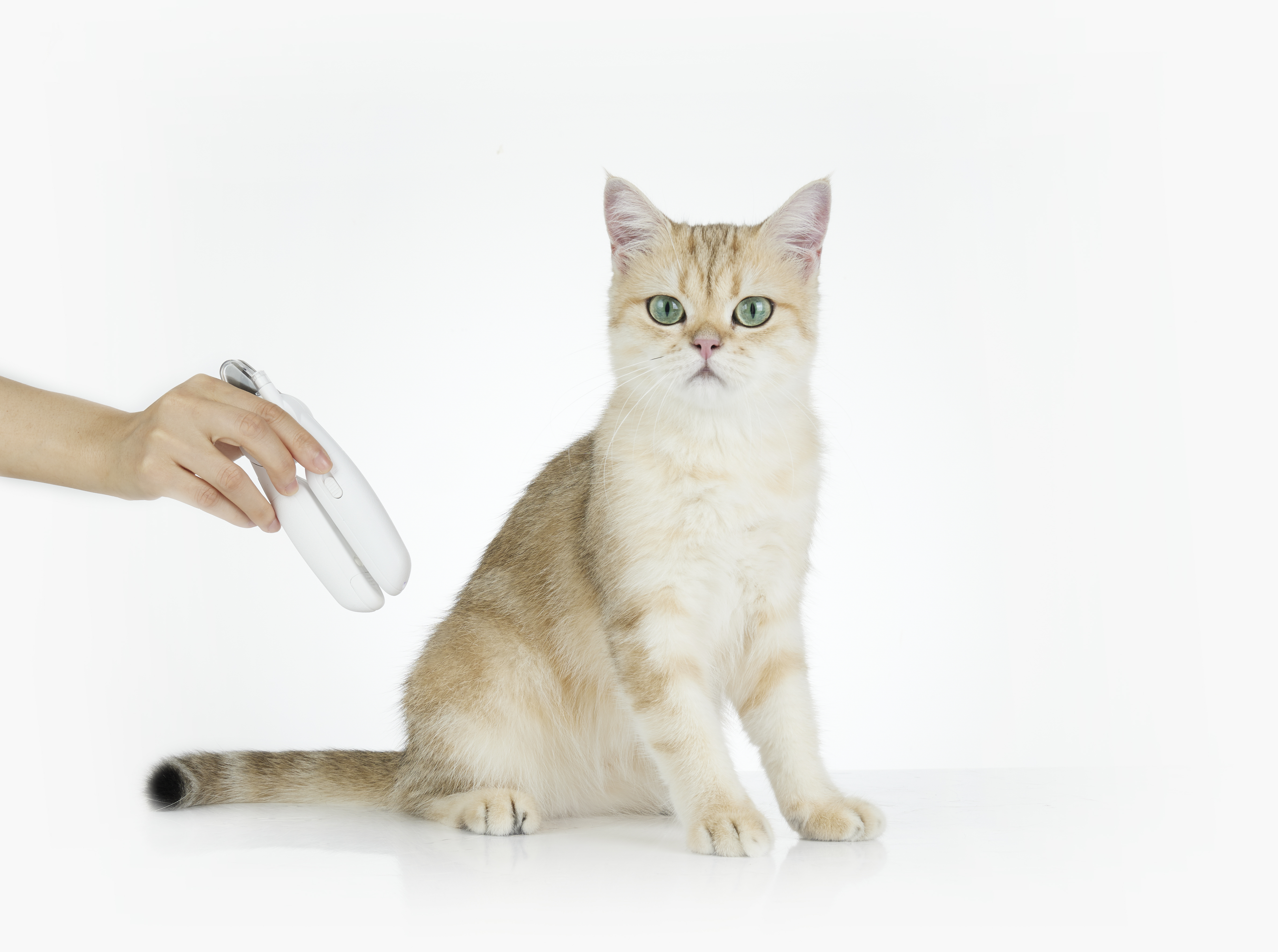 Yeşil gözlü altın rengi bir kedi oturuyor, kameraya bakıyor. Bir el beyaz bir cihaz tutuyor.
