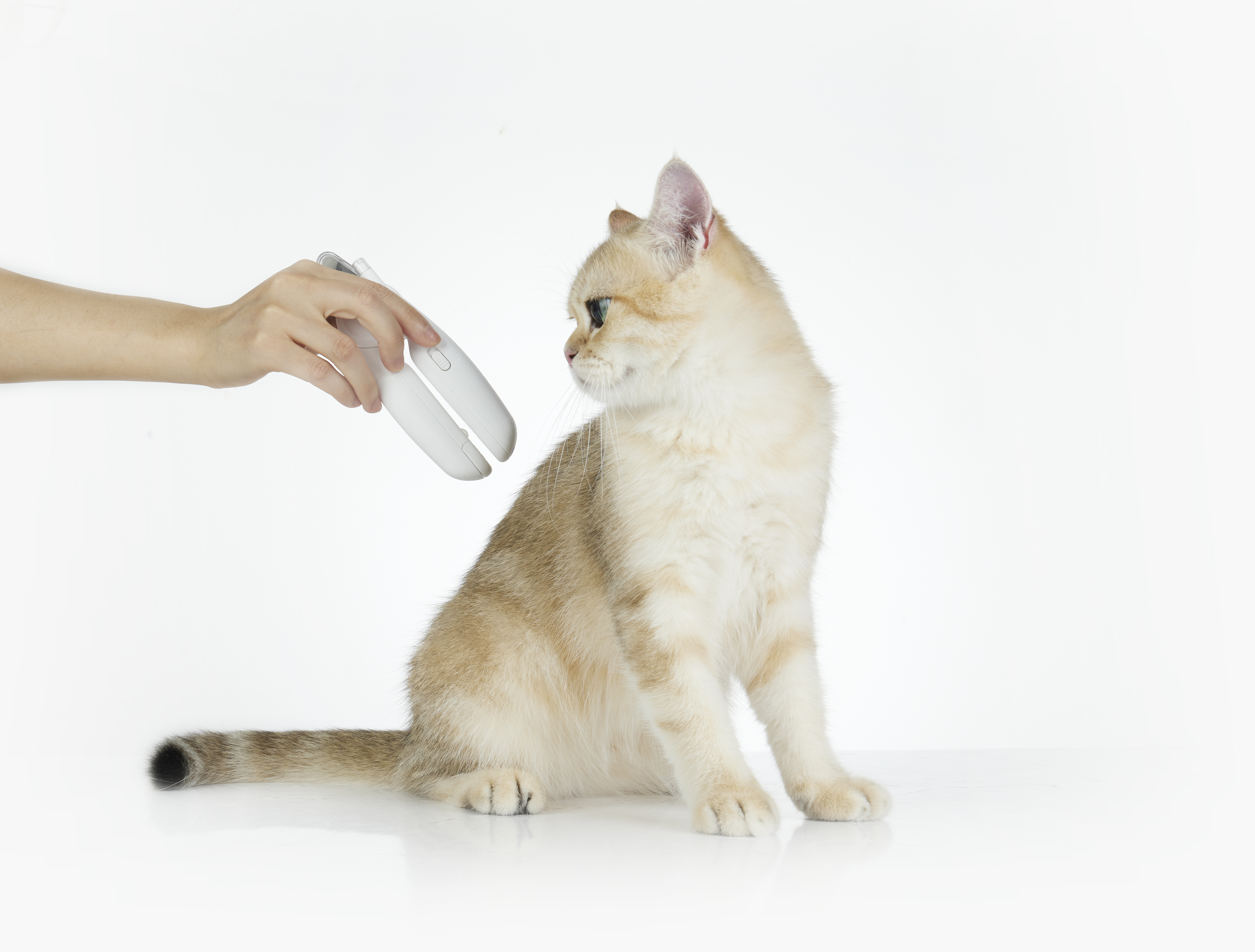 Altın bir kedi, beyaz bir cihaz tutan bir ele bakıyor. Kedi beyaz bir yüzeyde oturuyor.