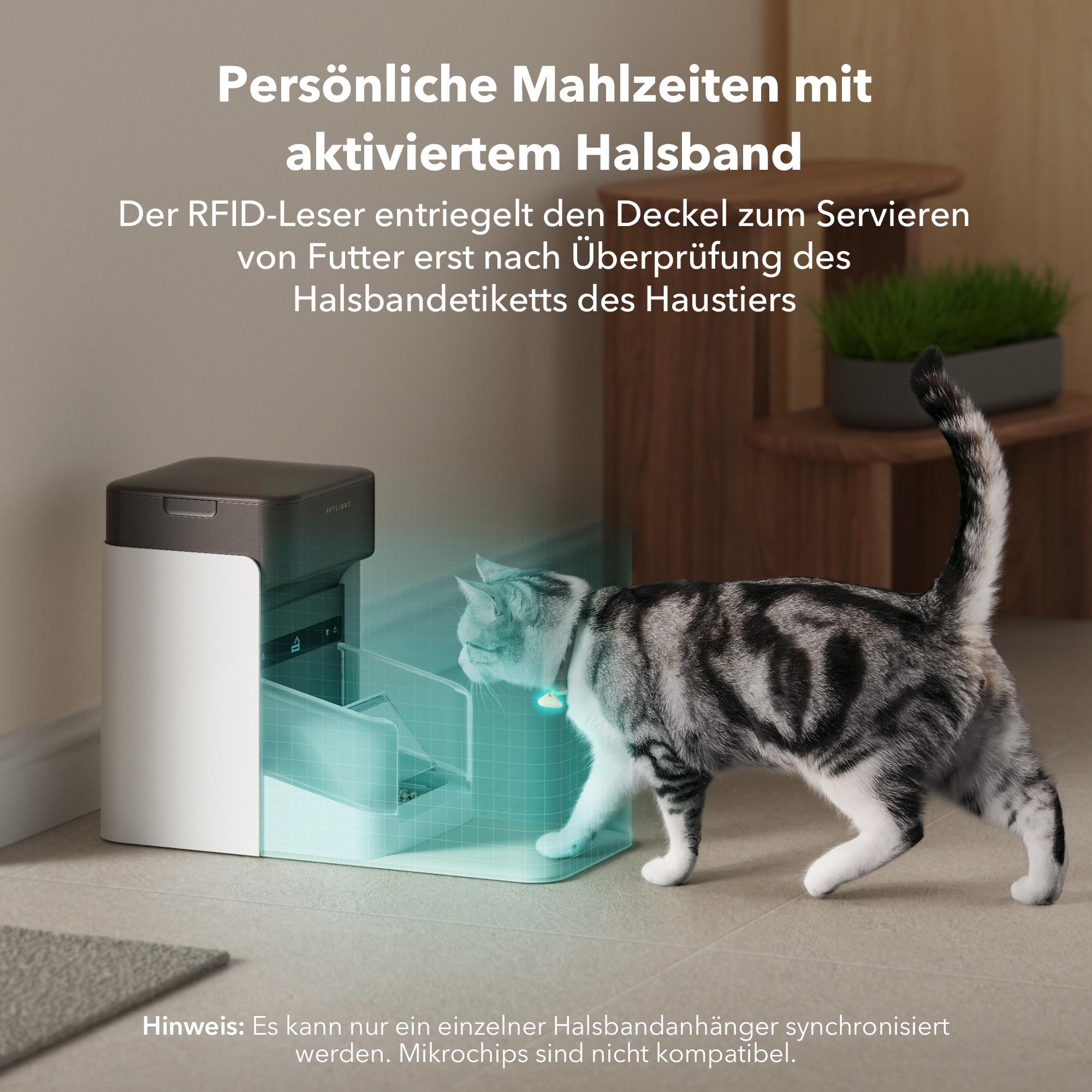 Eine Katze mit Halsband geht auf einen Futterautomaten zu. Der Spender hat einen weißen Körper und einen dunkelgrauen Deckel.
