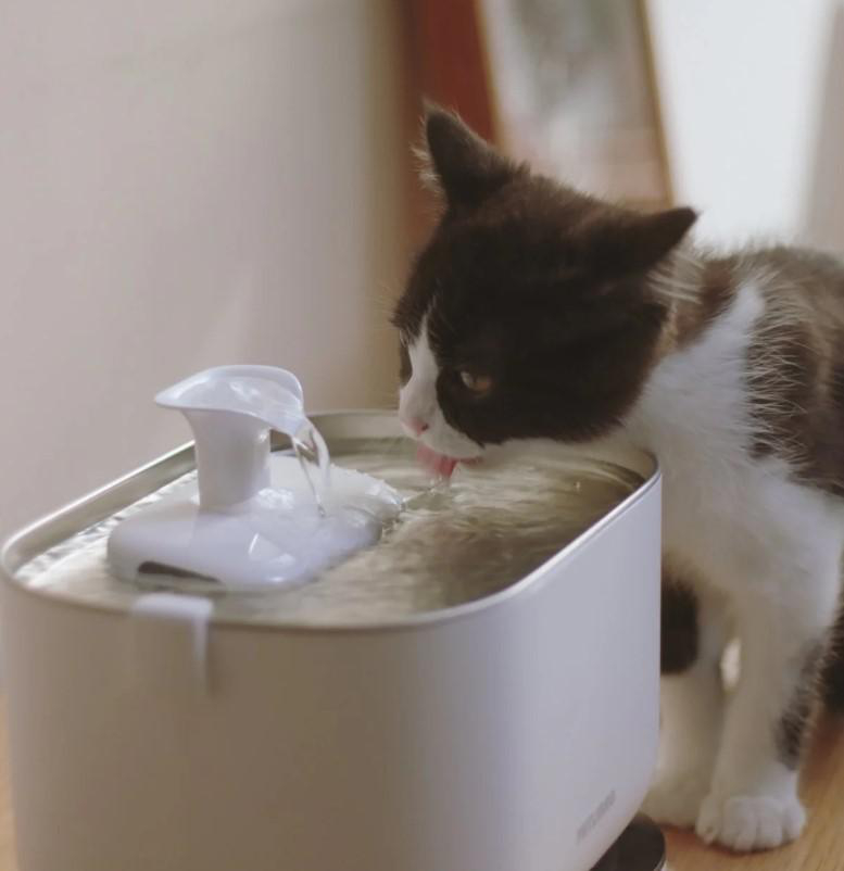 Eine schwarz-weiße Katze trinkt aus einem weißen Wasserbrunnen. Wasser fließt aus dem Brunnen. Darunter ist eine Holzoberfläche.