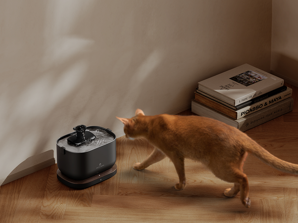 Eine orangefarbene Katze nähert sich einem schwarzen Wasserbrunnen. Bücher sind rechts gestapelt. Der Boden ist aus Holz.