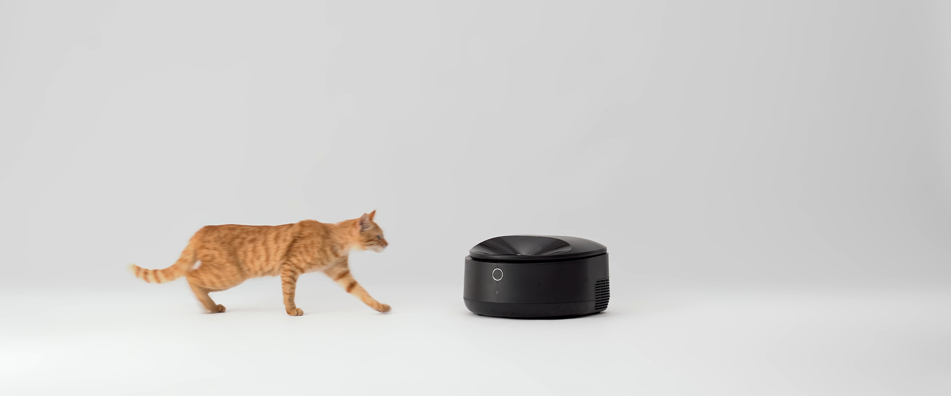 Eine orangefarbene Katze geht nach links. Rechts befindet sich ein schwarzes, kreisförmiges Objekt. Weißer Hintergrund.