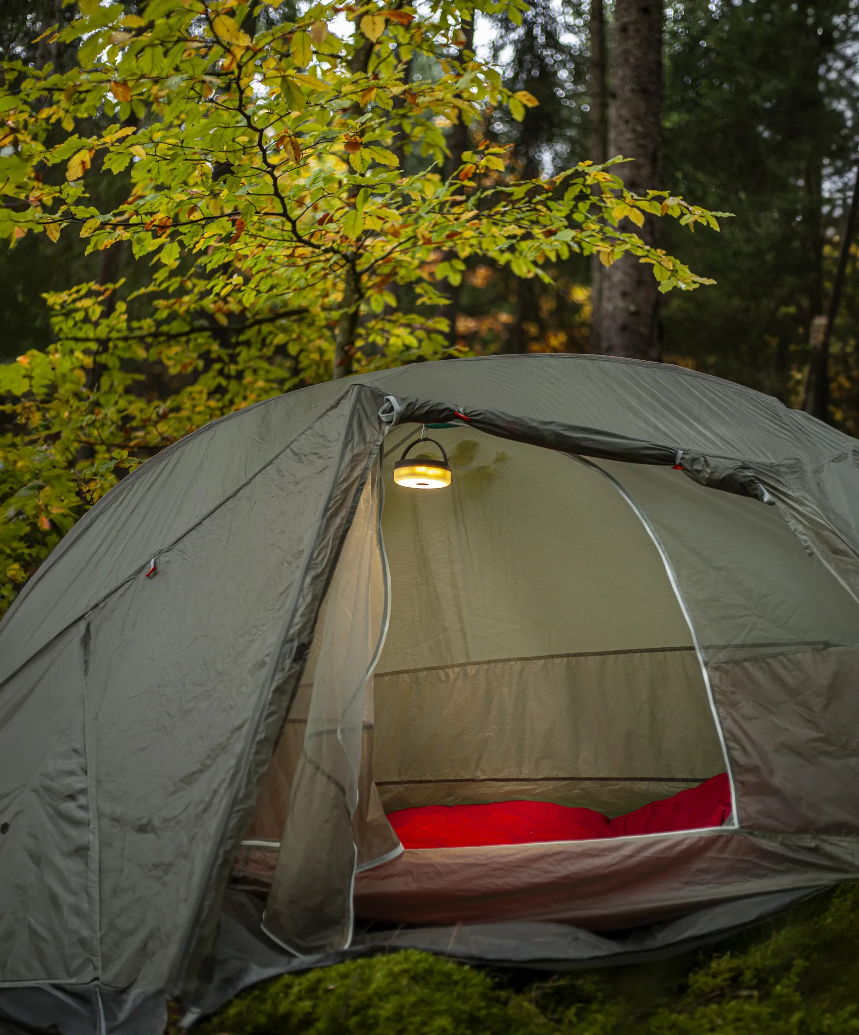 Una tenda è allestita in una foresta. Una lampada accesa è appesa all'interno. Foglie verdi e gialle sovrastano la tenda.