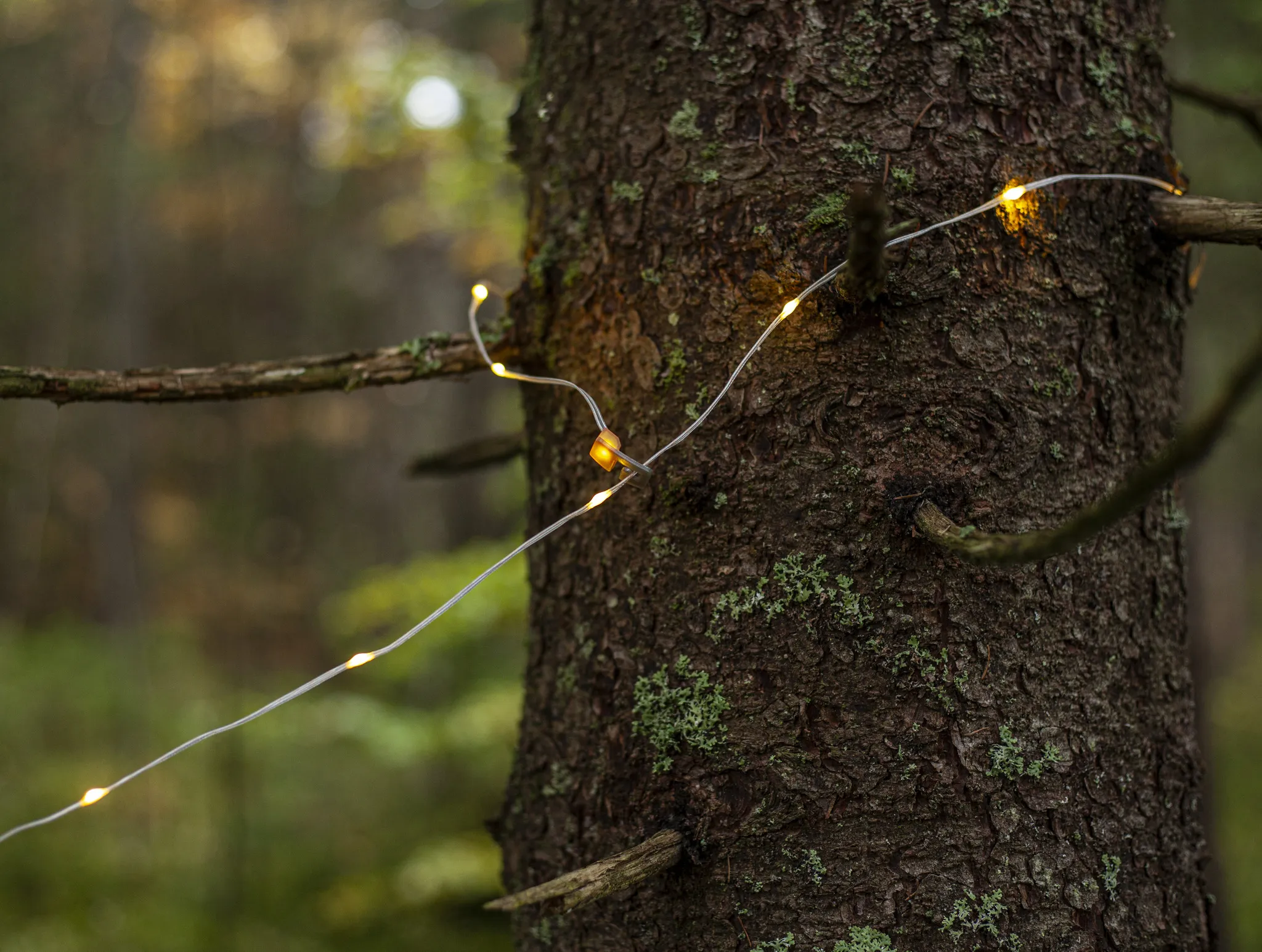 Un tronco d'albero con luci a stringa avvolte attorno a un ramo. Lo sfondo è verde sfocato.