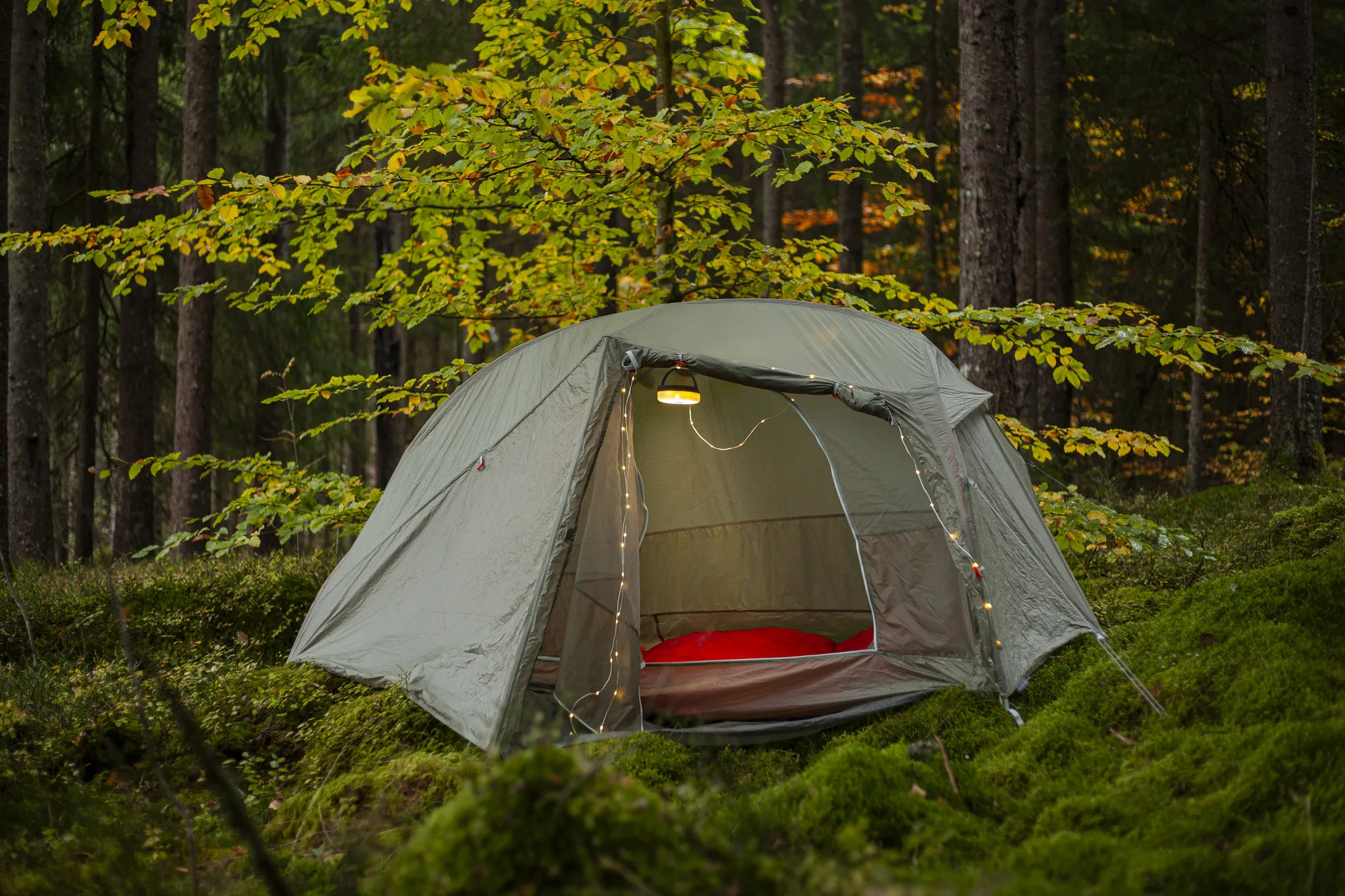 Una tenda verde è allestita in una foresta. All'interno, è visibile un cuscino rosso. La tenda è illuminata da luci di fata, con alberi sullo sfondo.