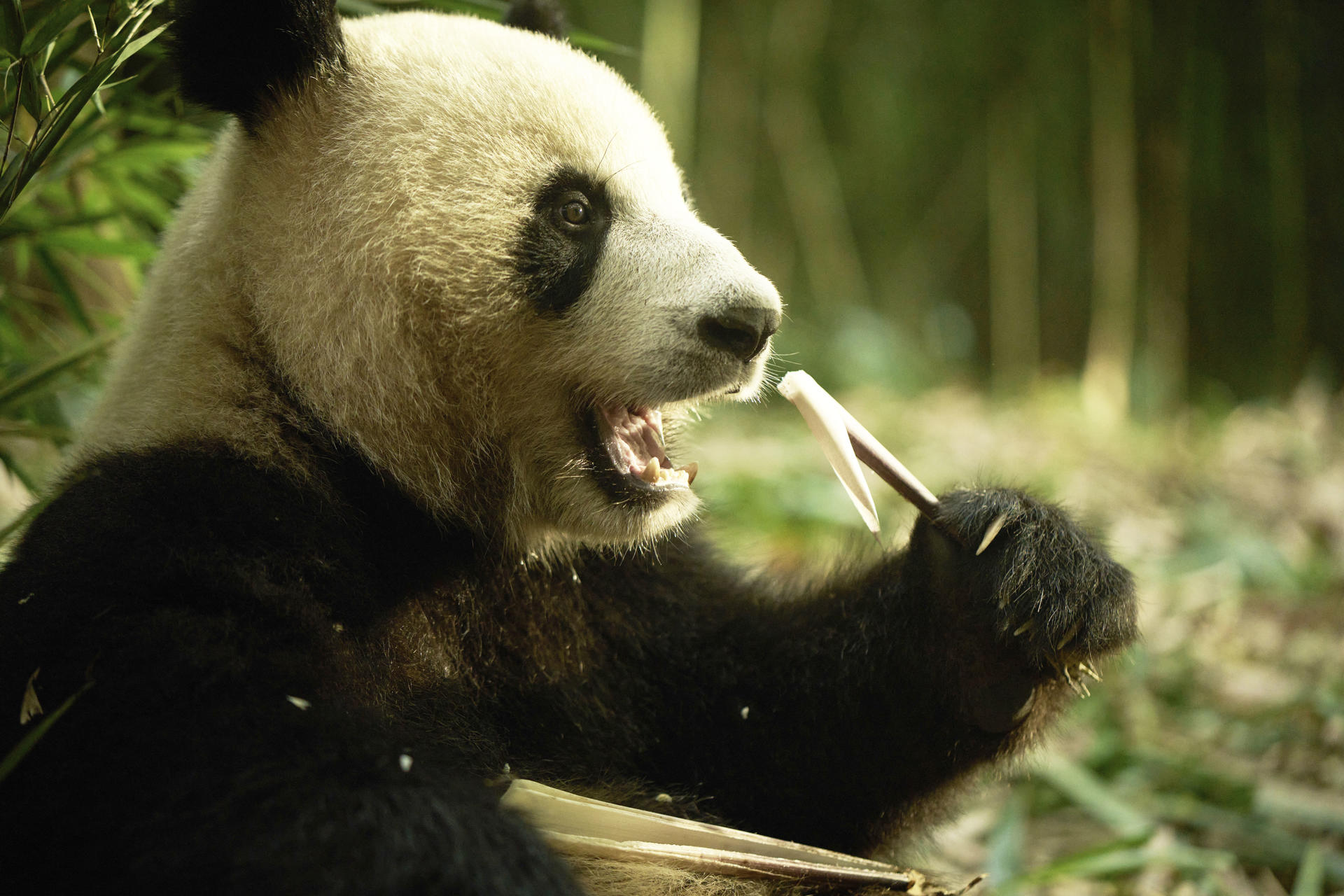 Ein Panda isst Bambus. Es hat schwarz-weißes Fell. Es hält Bambus in seiner Pfote. Der Hintergrund ist verschwommen grün.