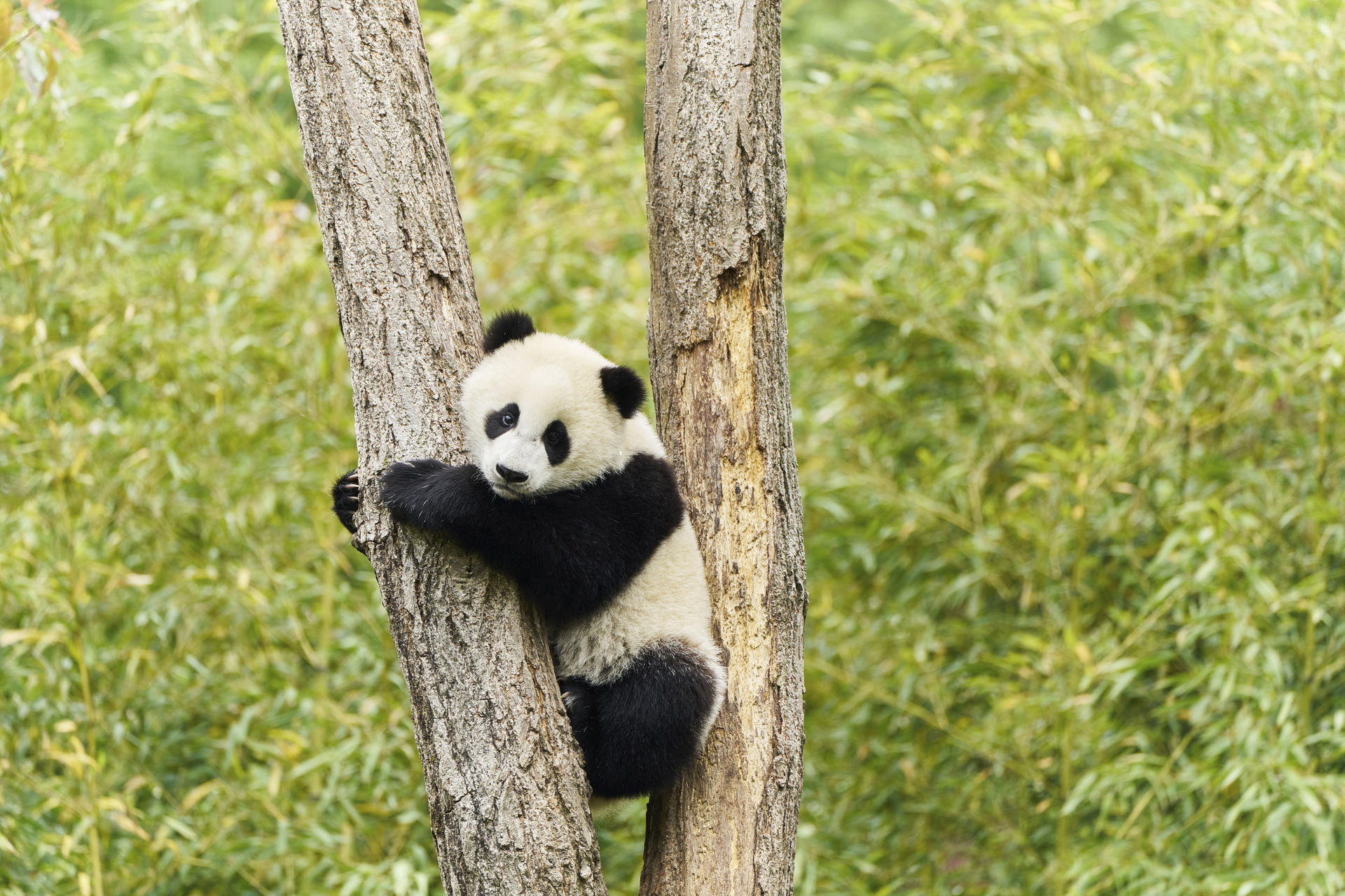 Ein Pandababy klammert sich an einen Baumstamm. Es hat schwarz-weißes Fell. Im Hintergrund sind grüne Blätter.
