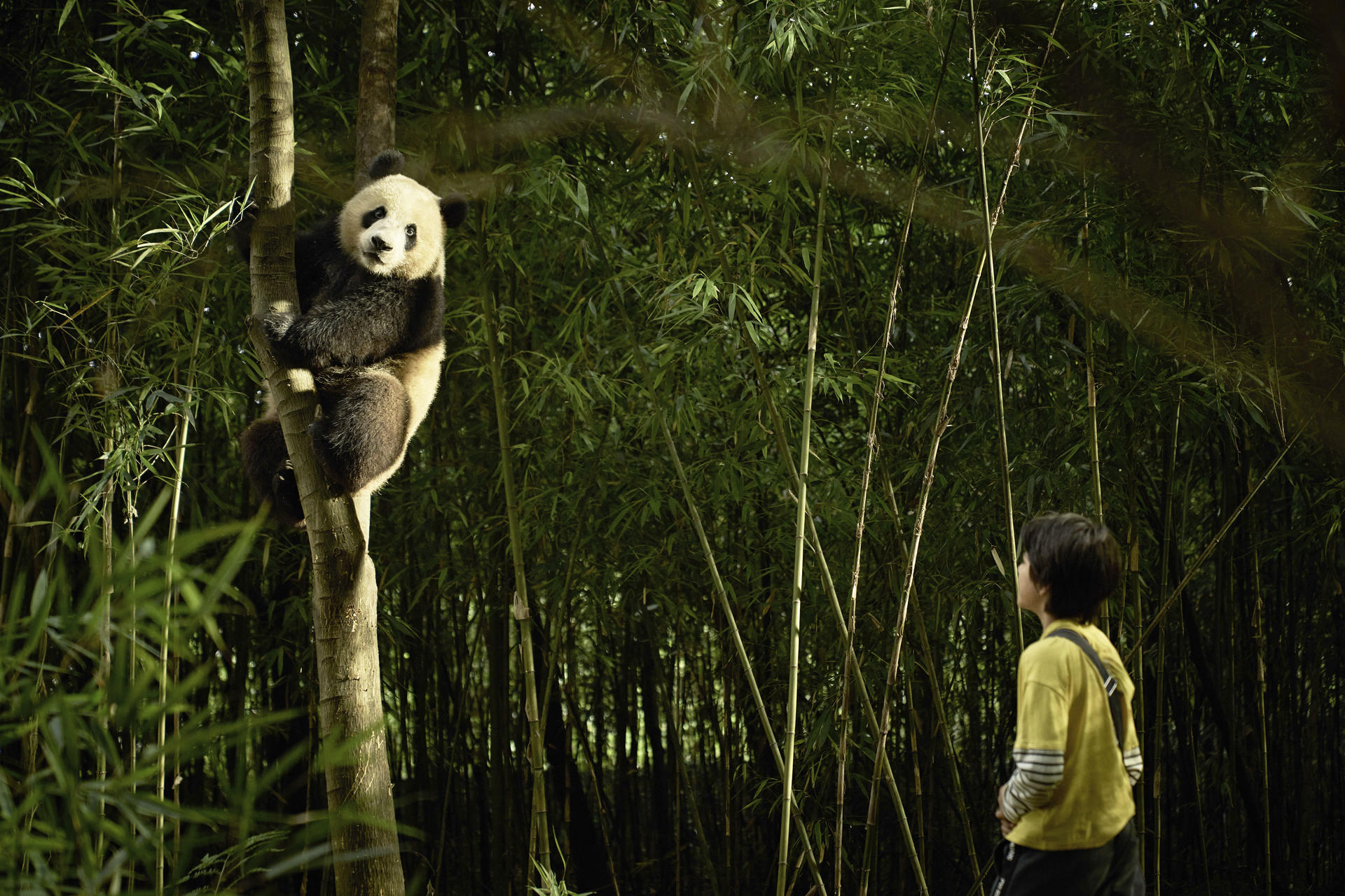 Ein Panda klettert in einem Bambuswald auf einen Baum. Ein Kind in gelbem Hemd schaut zum Panda hinauf.