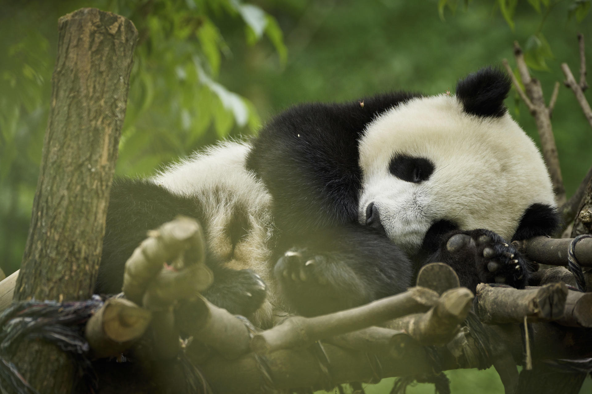 Zwei Pandas schlafen auf einer Holzkonstruktion. Einer ist im Fokus und zeigt schwarz-weißes Fell. Der Hintergrund ist verschwommenes Grün.