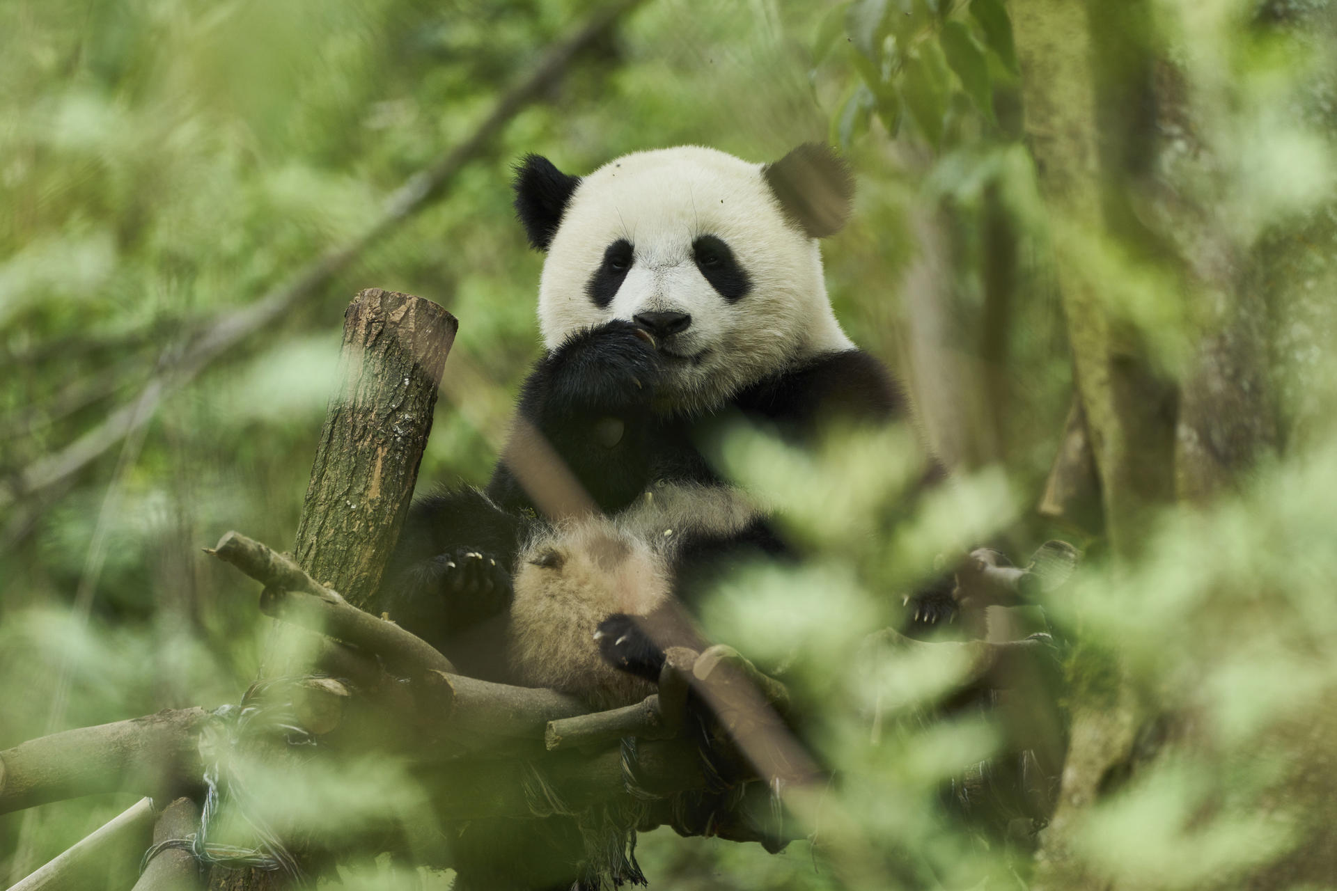 Ein Panda sitzt auf einem Ast und isst. Er hat schwarz-weißes Fell. Grünes Laub umgibt den Panda und die Äste.