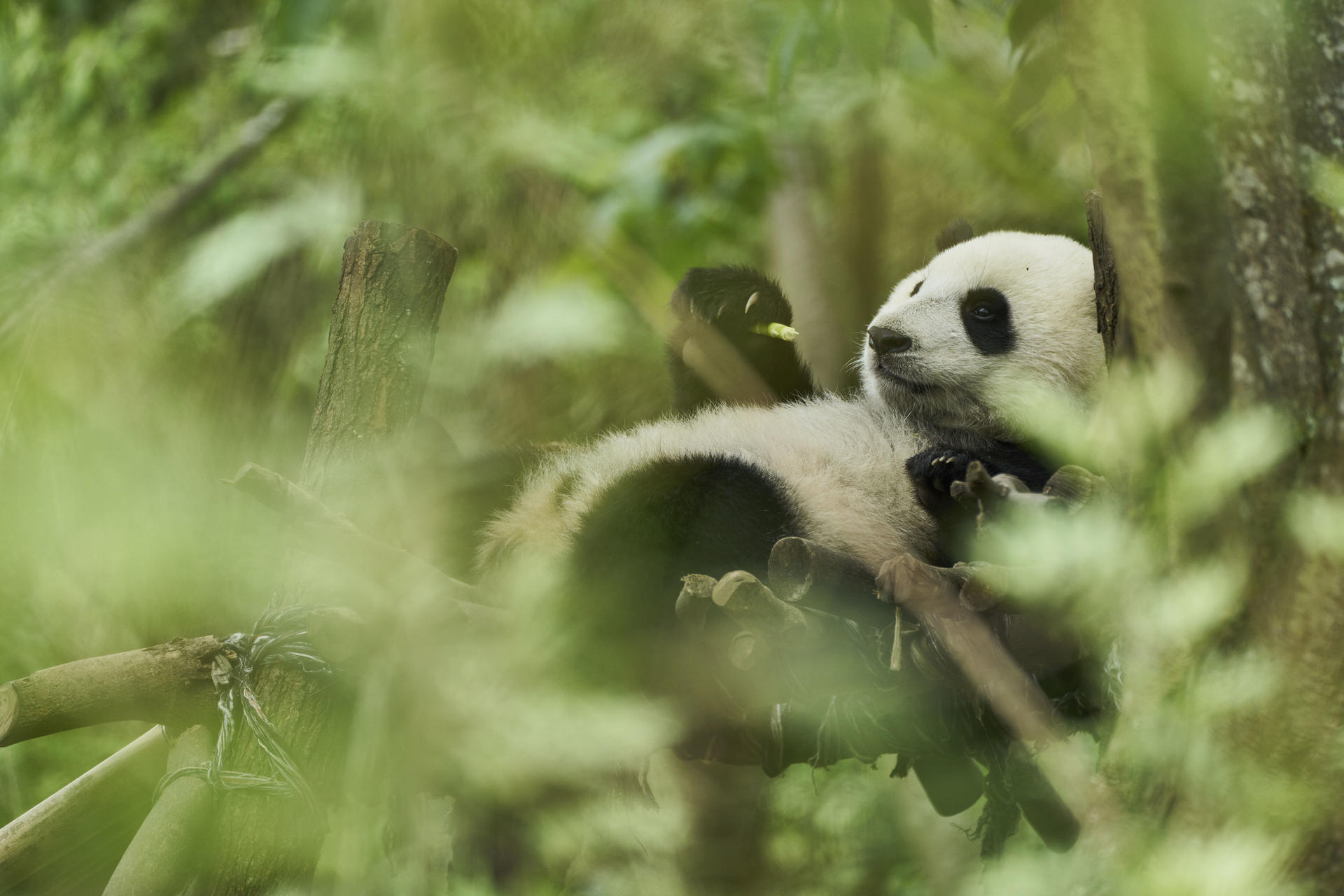 Ein Panda ruht auf einem Ast, umgeben von grünem Laub. Es hat schwarz-weißes Fell und hält einen kleinen Zweig.