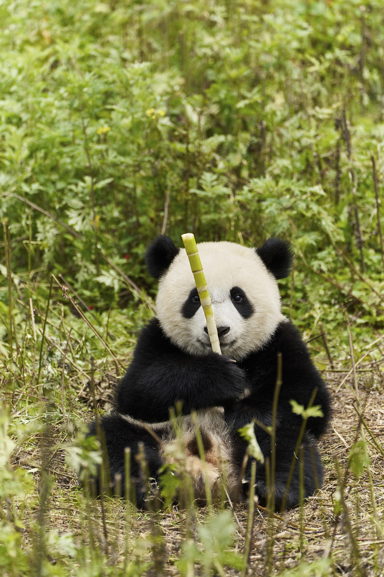 Ein Panda sitzt im Gras und hält Bambus. Es hat schwarzes Fell um Augen, Ohren und Gliedmaßen, mit weißem Fell auf Gesicht und Körper.