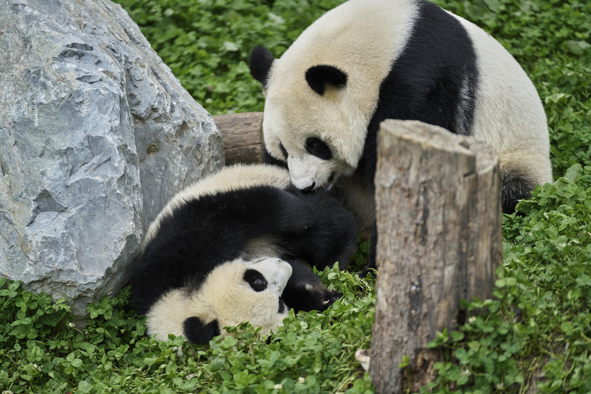 Zwei Pandas in einem grünen Grasgebiet. Einer liegt, der andere steht und schaut nach unten. Links ist ein großer Felsen.