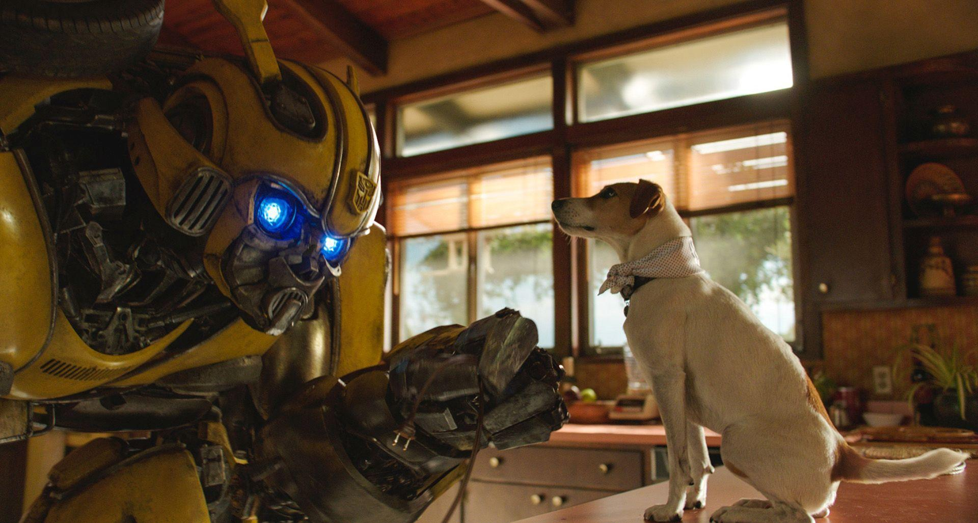 Der Roboter Bumblebee schaut einen Hund in einer Küche an. Der Hund ist weiß mit braunen Flecken. Fenster und Schränke sind sichtbar.
