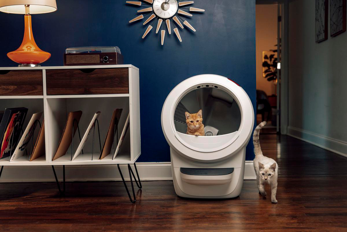 Zwei Katzen in einem Raum. Eine befindet sich in einer weißen Katzentoilette. Die andere geht auf dem Holzboden auf den Betrachter zu.