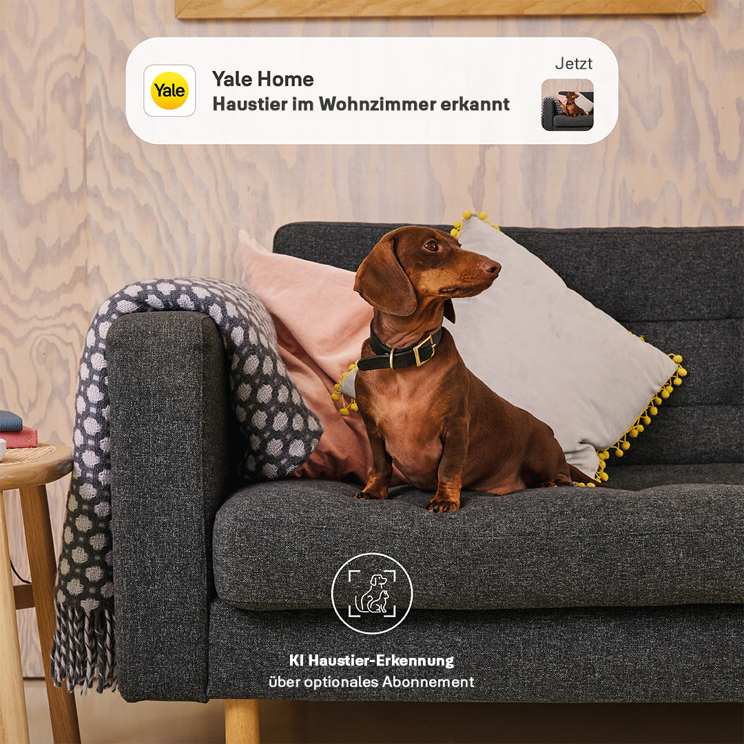Ein brauner Dackel sitzt auf einem grauen Sofa. Rosa und weiße Kissen sind dahinter. Eine Yale Home-Benachrichtigung zeigt einen Hund im Wohnzimmer.