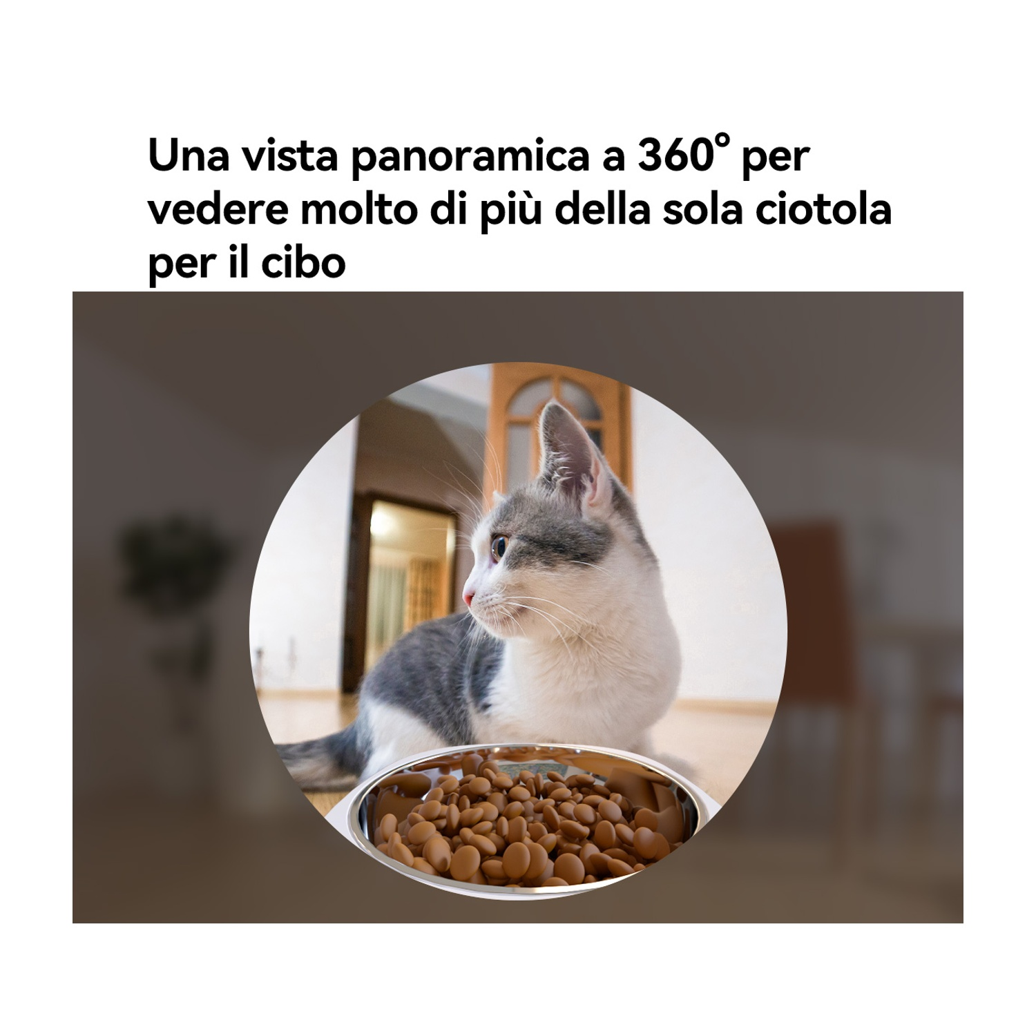 Un gatto guarda una ciotola di cibo. La ciotola è sul pavimento. Il gatto è grigio e bianco.