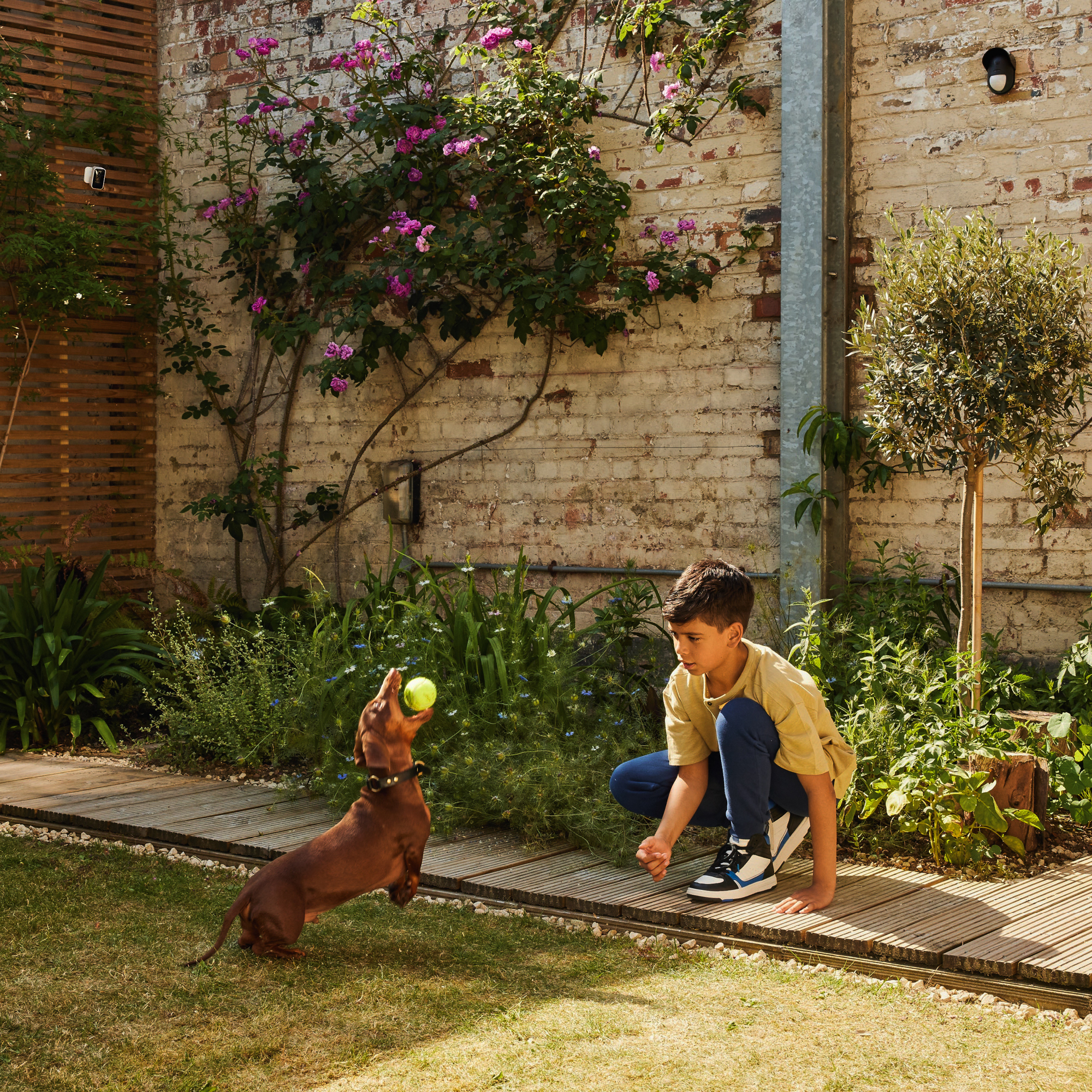 Ein Junge beobachtet, wie ein Dackel in einem Garten nach einem Tennisball springt. Im Hintergrund befindet sich eine Ziegelmauer.