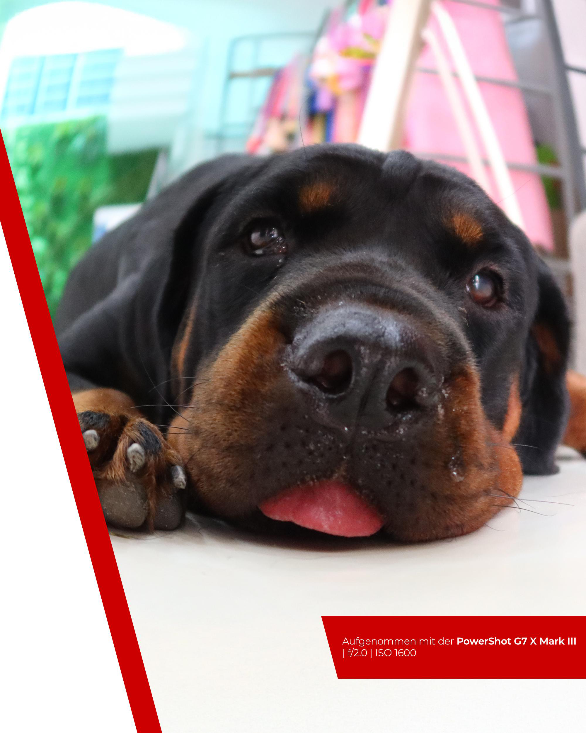 Ein schwarzer Hund mit brauner Schnauze und herausgestreckter Zunge liegt. Roter Streifen links.