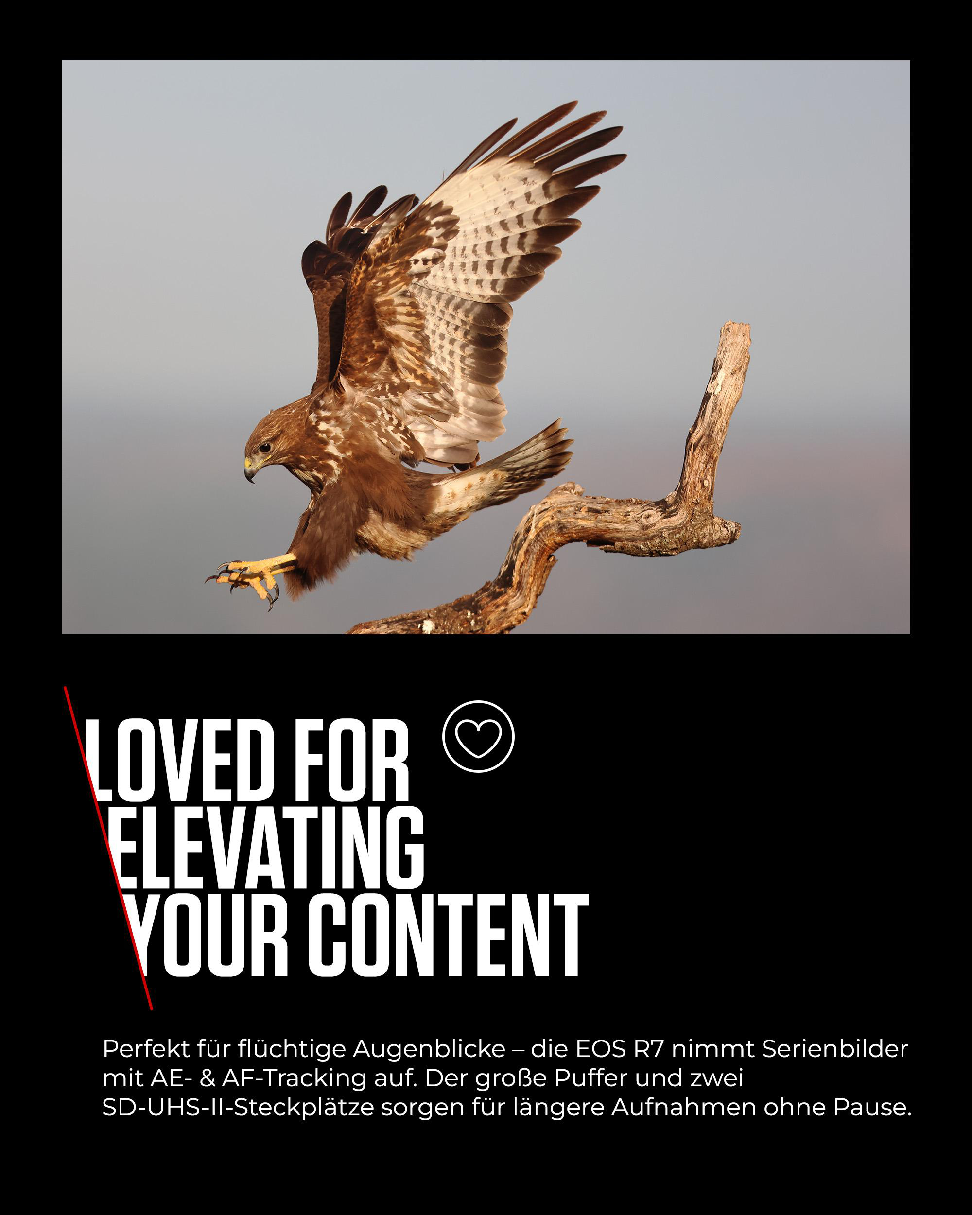 Ein fliegender Habicht mit ausgebreiteten Flügeln, braunen und weißen Federn, auf einem Ast, vor grauem Himmel.