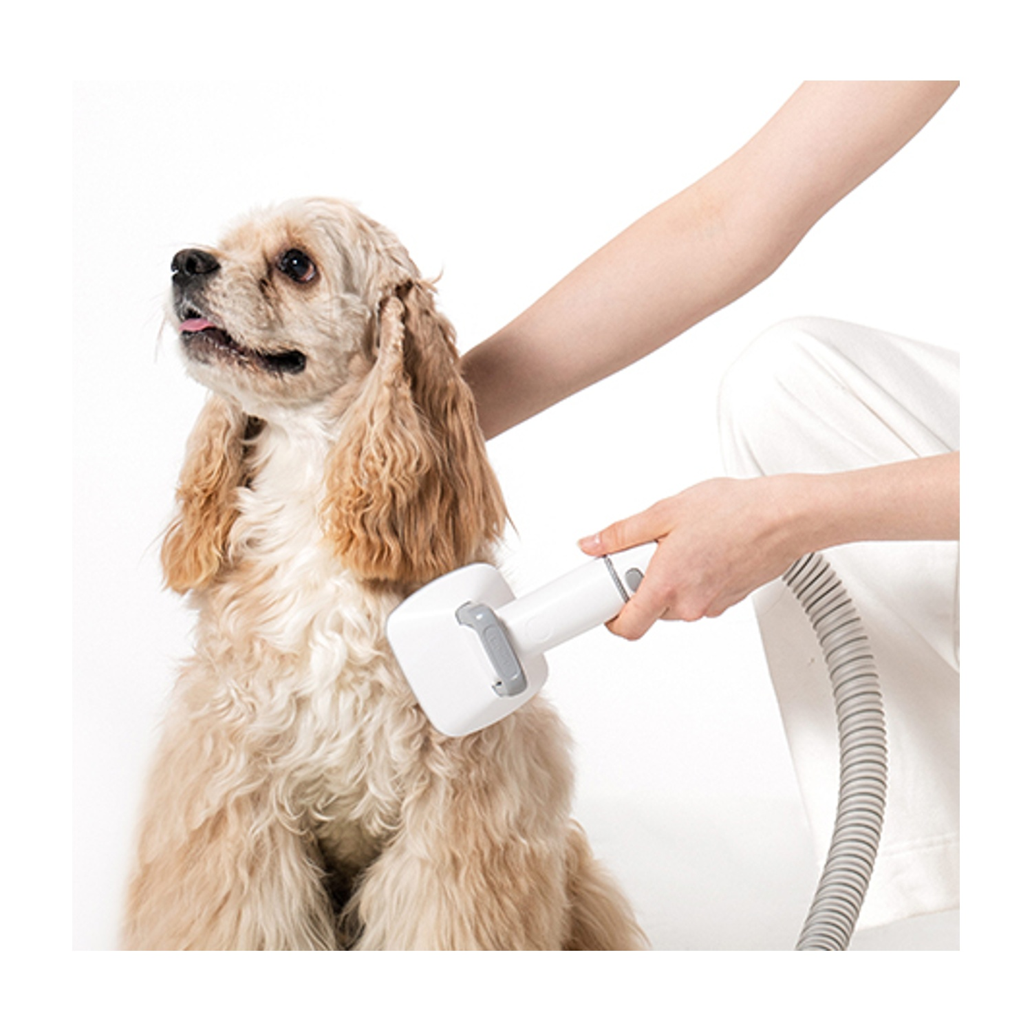 Una persona toeletta un Cocker Spaniel con uno strumento di toelettatura bianco. Il cane ha pelo marrone e bianco. La persona indossa pantaloni bianchi.