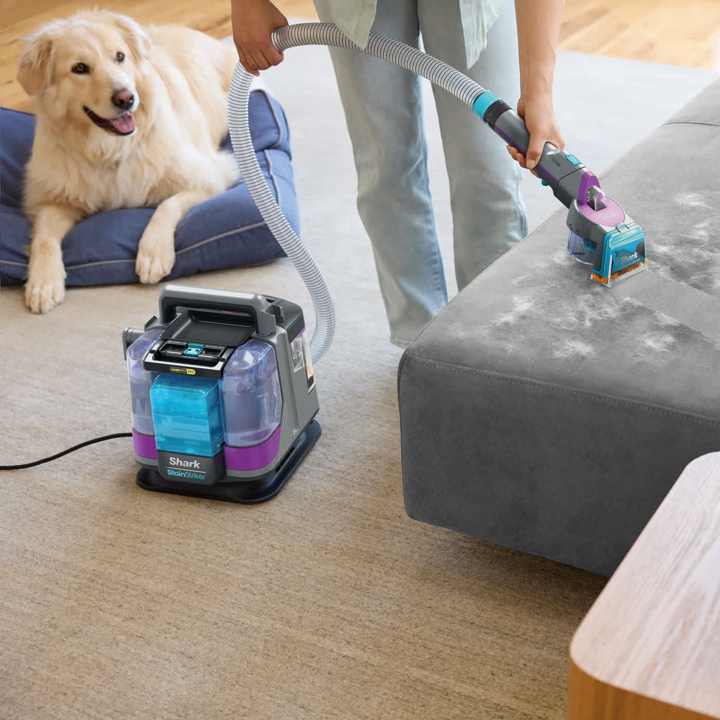 Eine Person saugt mit einem Shark StainStriker ein graues Sofa ab. Ein Hund liegt in der Nähe auf einem blauen Bett. Der Staubsauger steht auf dem Boden.