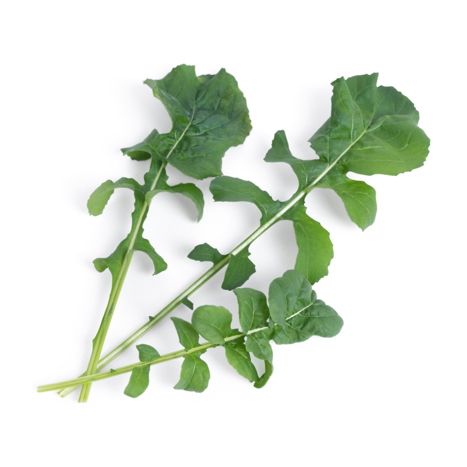 Vista dall'alto di tre rametti di rucola su sfondo bianco. Le foglie sono verdi e i gambi verde chiaro.