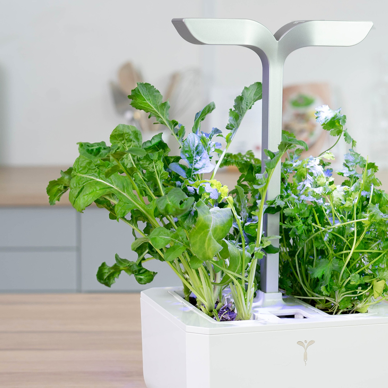 Giardino di erbe aromatiche da interno con piante verdi sotto una luce argentata. Il contenitore è bianco, su una superficie di legno, con sfondo sfocato.