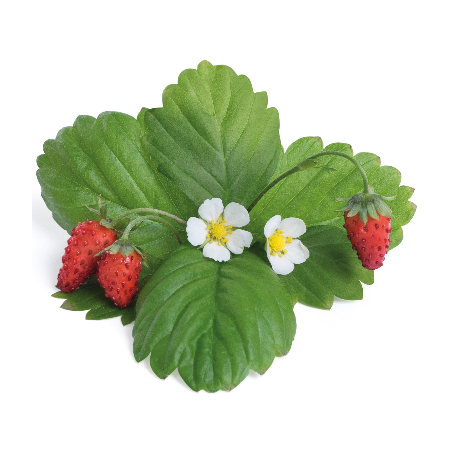 Primo piano di fragole, foglie e fiori. Fragole rosse con foglie verdi e fiori bianchi. Lo sfondo è bianco.