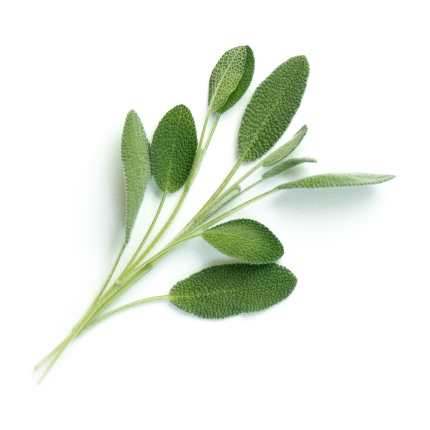 Rametto di salvia con foglie verdi e strutturate su sfondo bianco. Le foglie sono ovali e leggermente sfocate.