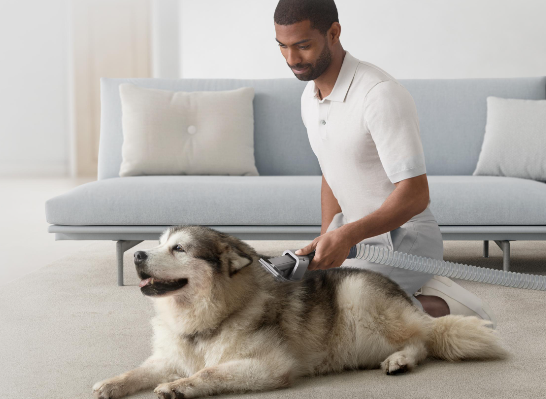Un hombre aspira a un perro grande tumbado en una alfombra. Un sofá y almohadas azules claros están detrás.
