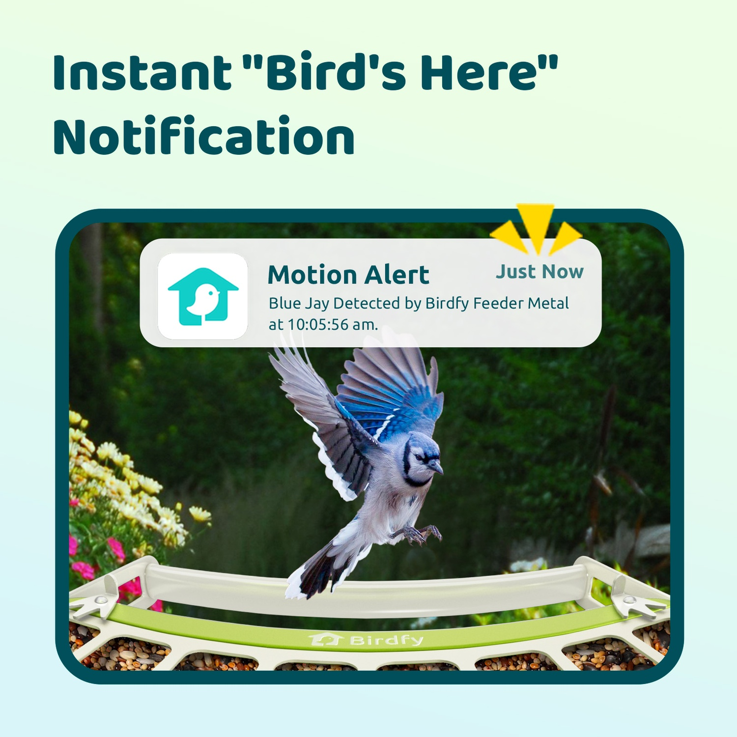 Een blauwe gaai landt op een vogelvoeder. De afbeelding toont een melding dat een blauwe gaai is gedetecteerd door een Birdfy-voeder.