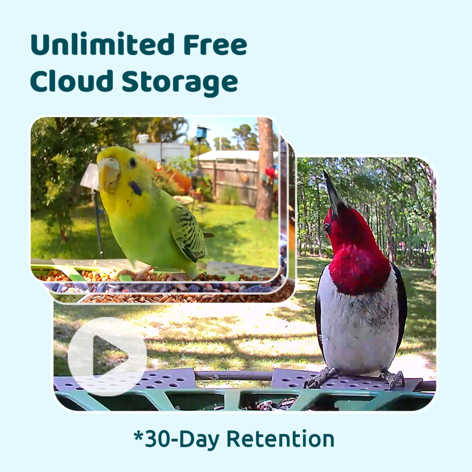 L'image montre une perruche verte et un pic à tête rouge. La perruche est dans une mangeoire à oiseaux. Le texte indique 'Stockage cloud gratuit et illimité'.
