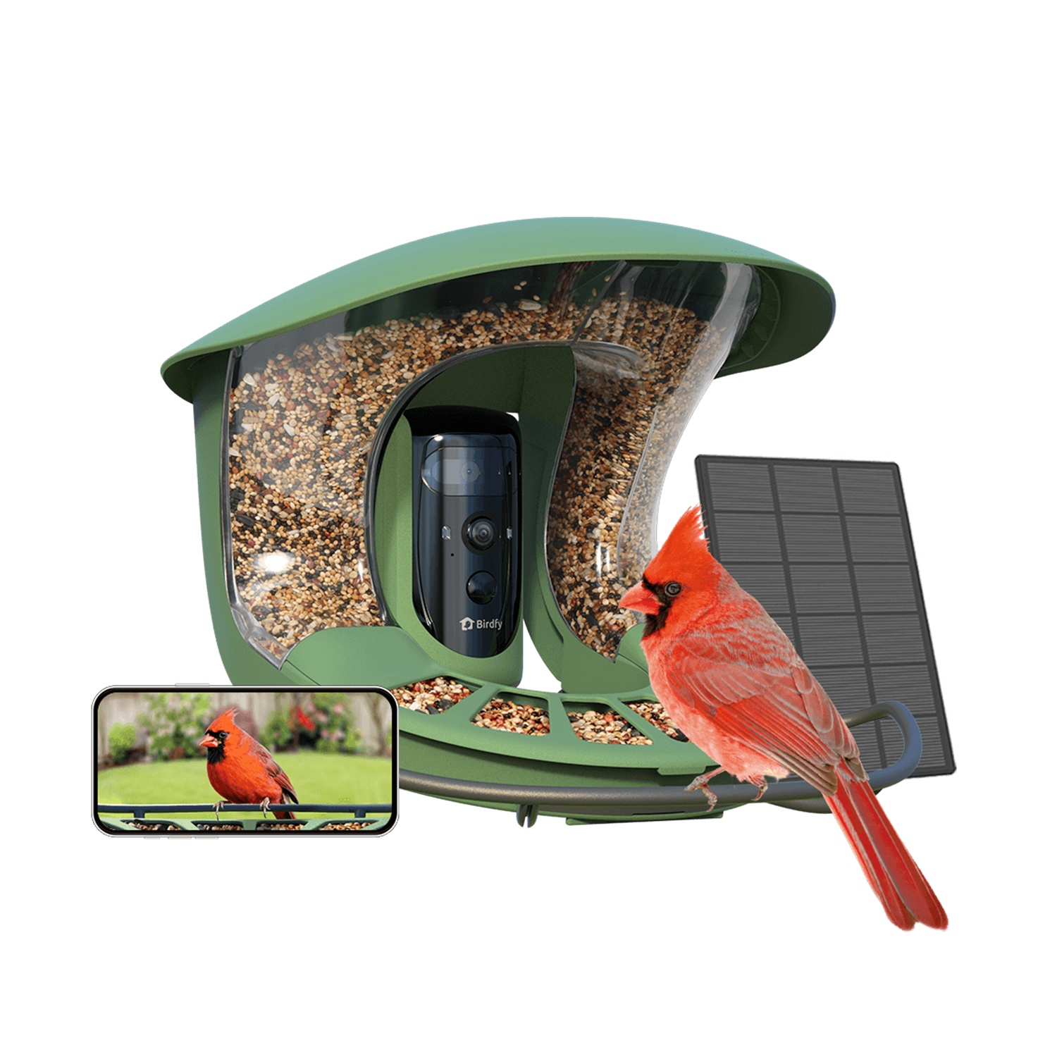 Un cardinal rouge est près d'une mangeoire verte avec une caméra et un panneau solaire. Un écran montre l'oiseau.