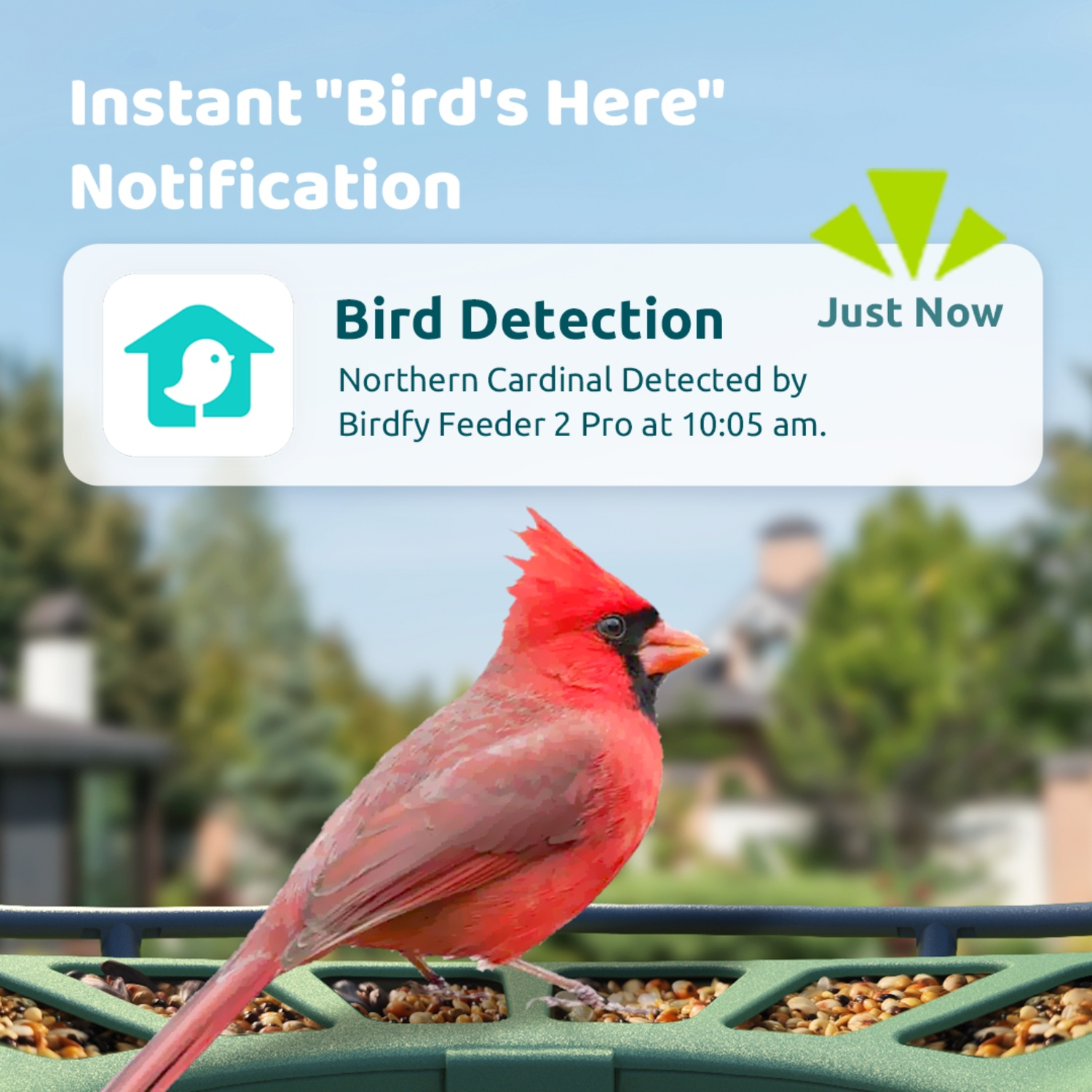 Un cardinal rouge du Nord sur une mangeoire. Le texte indique une notification de détection d'oiseaux. L'arrière-plan montre des arbres et une maison.