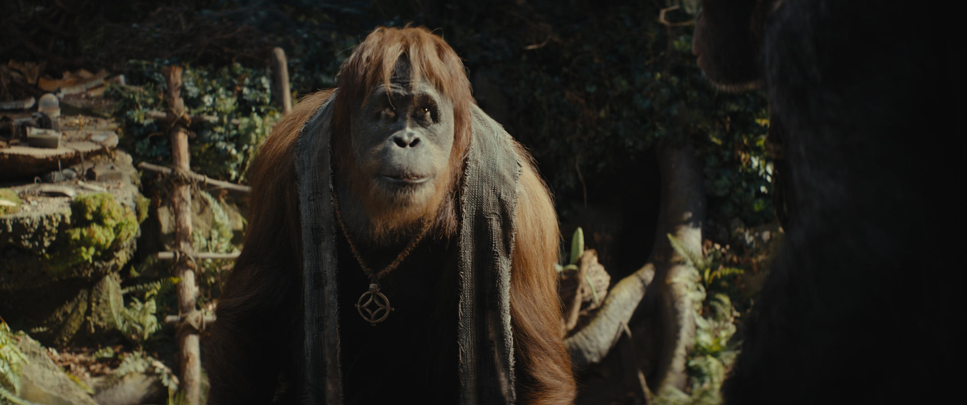 Ein Orang-Utan mit Halskette blickt in die Kamera. Rechts ist ein verschwommenes Tier. Im Hintergrund üppiges grünes Laub.