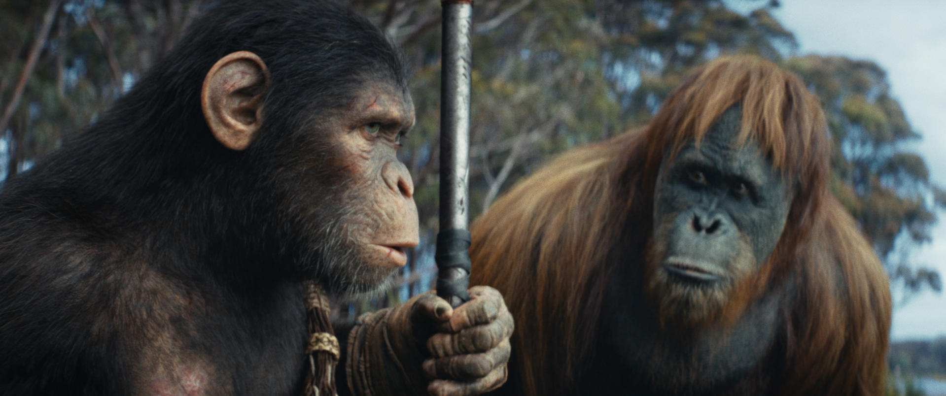 Zwei Affen stehen sich gegenüber, einer hält eine Stange. Der schwarz behaarte Affe blickt nach links. Der Orang-Utan blickt nach vorne.