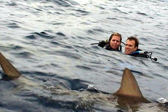 Zwei Taucher tauchen auf und schauen einen Hai mit einer markanten Flosse an. Der Hai ist teilweise im Wasser versunken.