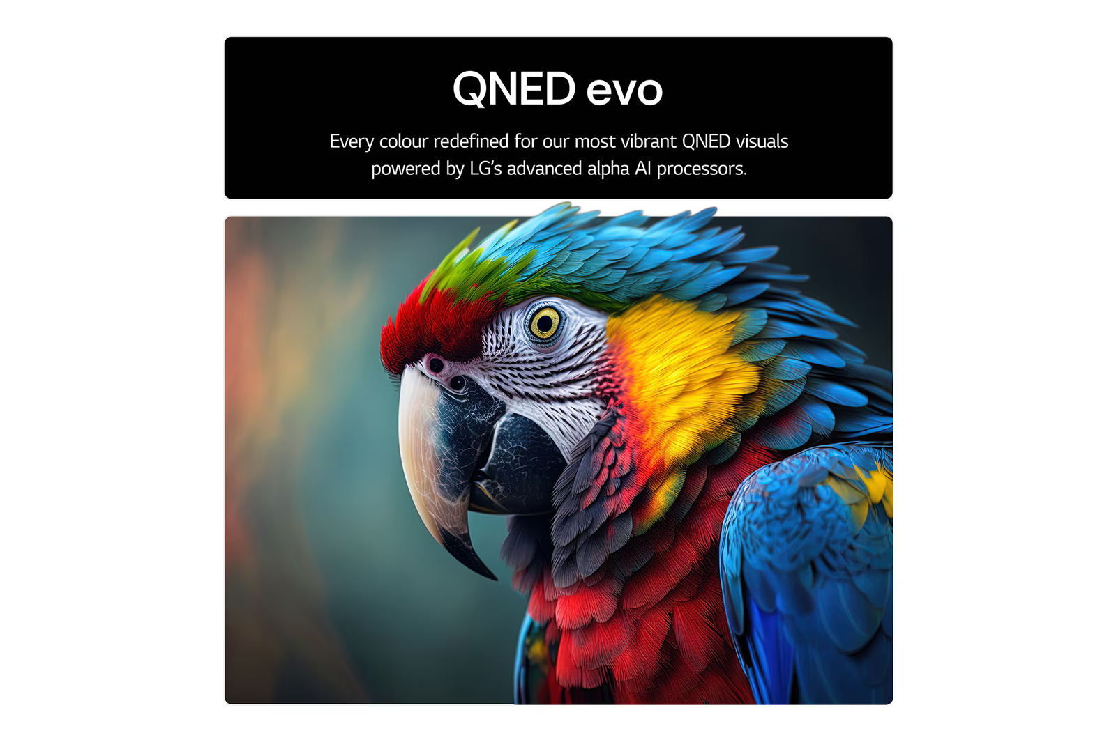 Egy színes papagáj piros, sárga és kék tollakkal a fókuszban. Felül a szöveg: 'QNED evo'.