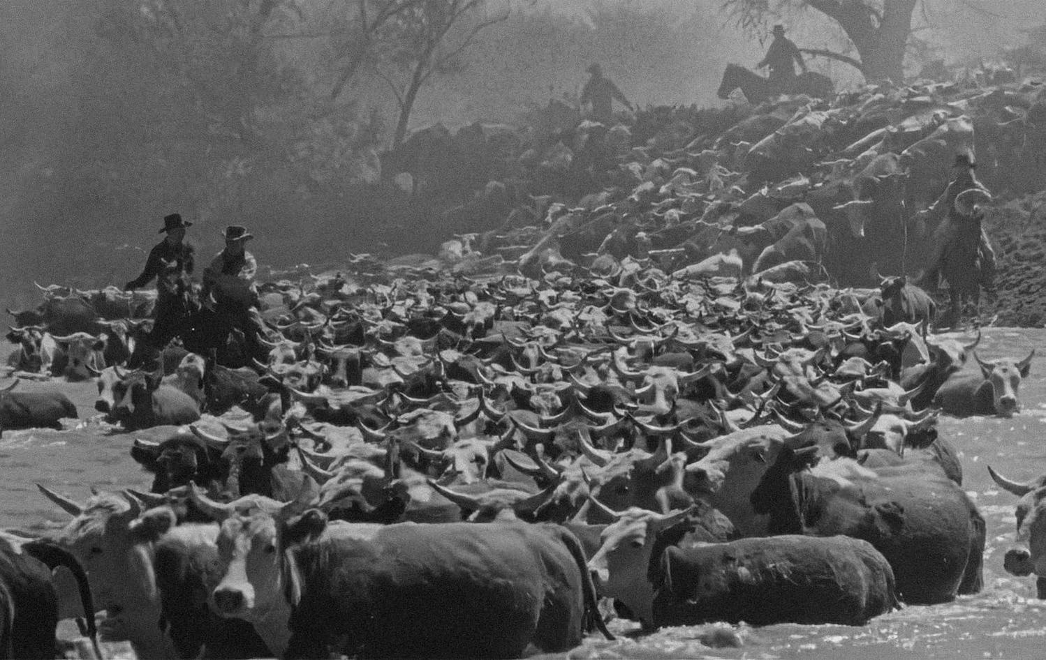 Eine Rinderherde wird von Cowboys auf Pferden über einen Fluss getrieben. Die Szene ist in Schwarzweiß gehalten.