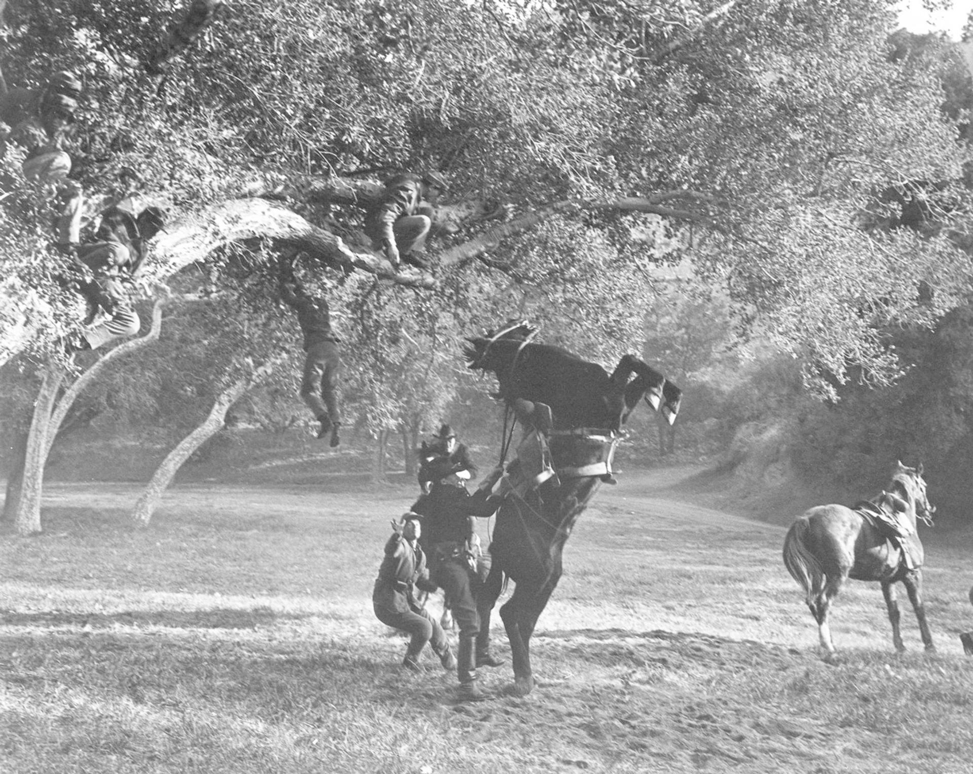 Schwarz-Weiß-Foto. Männer sind auf Pferden. Einige sind in einem Baum. Ein Pferd steigt. Ein Pferd steht im Hintergrund.